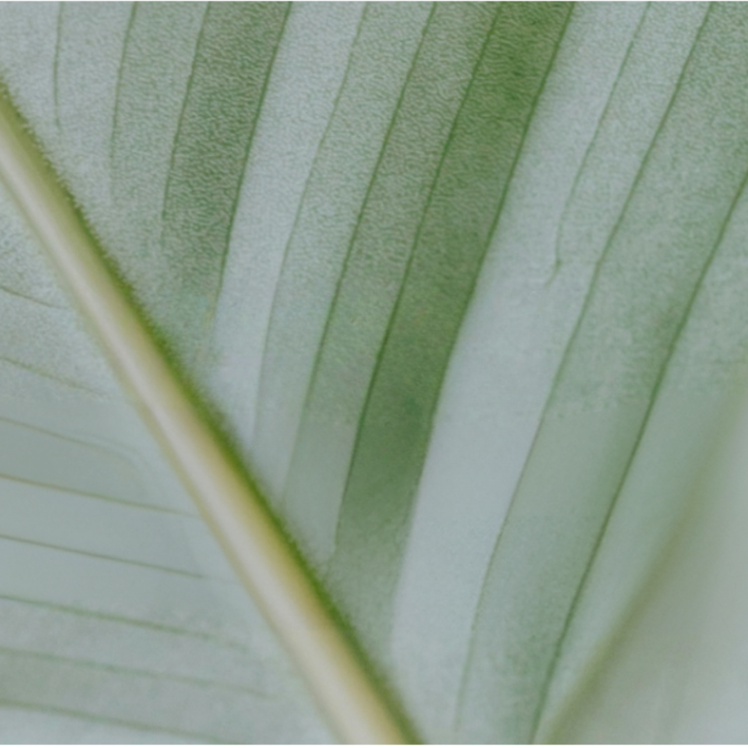 Elevate Your Skincare Routine With Niacinamide